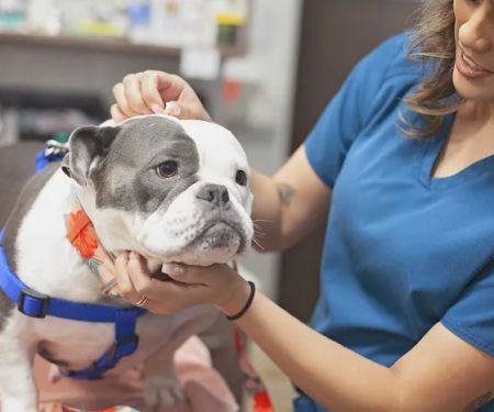 Mission Veterinary Clinic and Animal Emergency Hospital