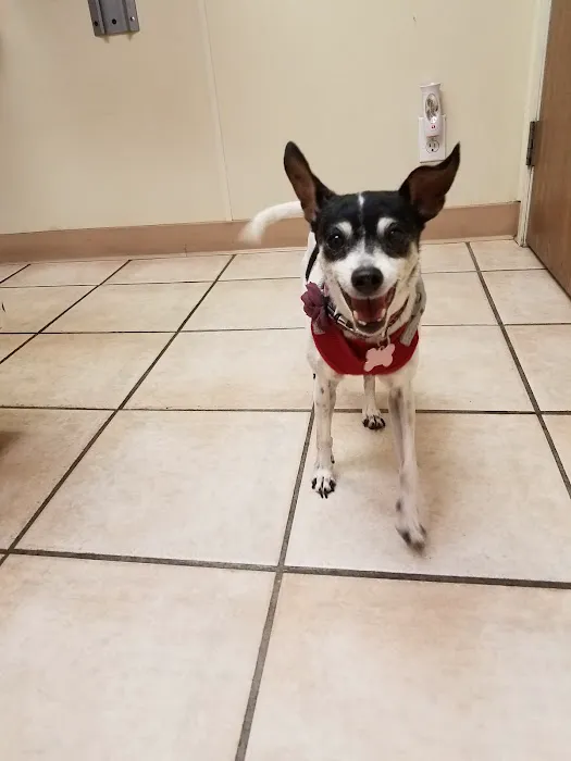 VCA Adler Animal Hospital and Pet Resort Picture 3