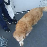 VCA Adler Animal Hospital and Pet Resort ico