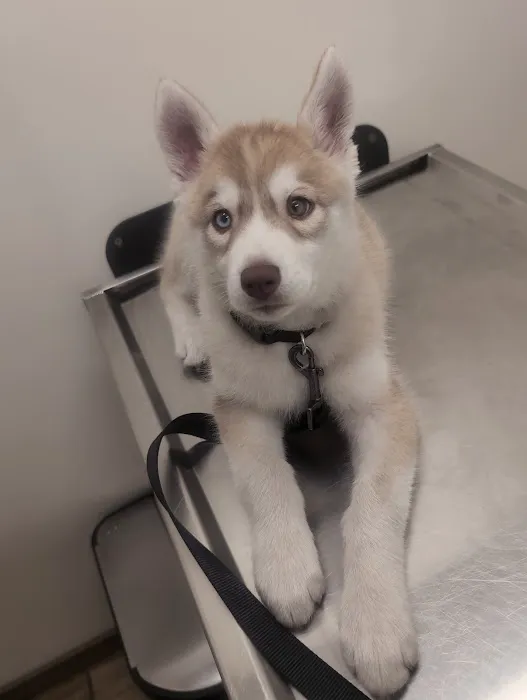 VCA Adler Animal Hospital and Pet Resort Picture 5