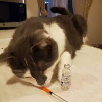 Granada Veterinary Clinic ico