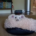 Brentwood Pet Clinic: Carvalho Kimberly DVM