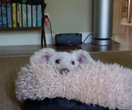 Brentwood Pet Clinic: Carvalho Kimberly DVM