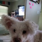 VCA Brentwood Animal Hospital