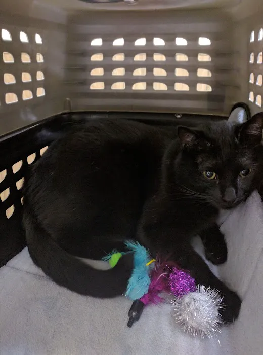 VCA Brentwood Animal Hospital Picture 7