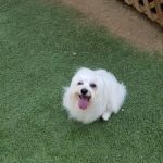 California Animal Rehabilitation