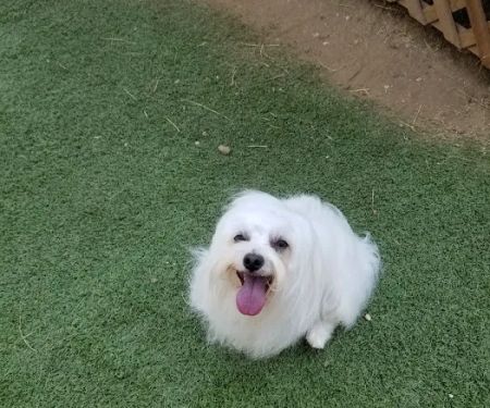 California Animal Rehabilitation