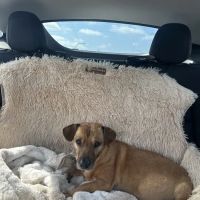 Veterinary Skin & Ear ico