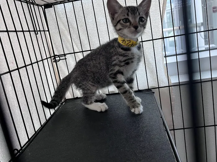 Shelter Veterinary Picture 4