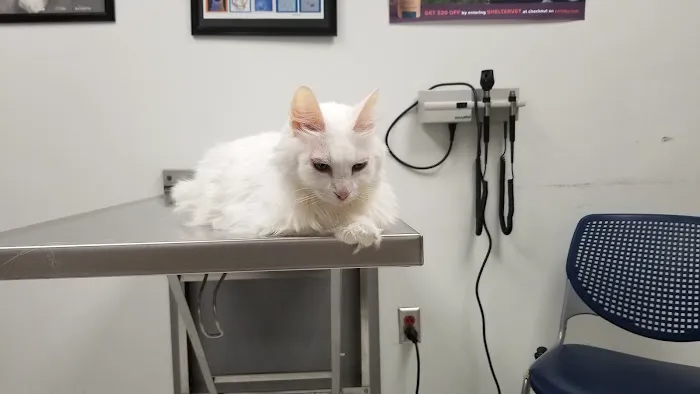 Shelter Veterinary Picture 2