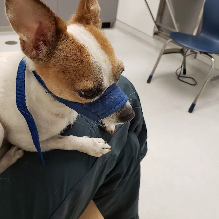Shelter Veterinary Picture 5