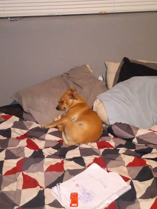 Shelter Veterinary Picture 6
