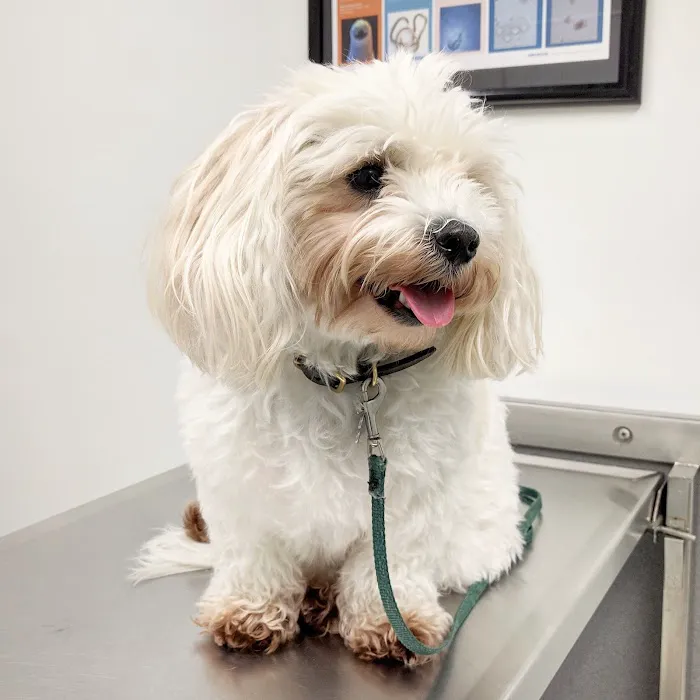 Shelter Veterinary Picture 8