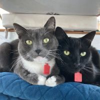 Elite Veterinary Care ico