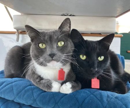 Elite Veterinary Care