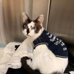 VCA West Los Angeles Animal Hospital