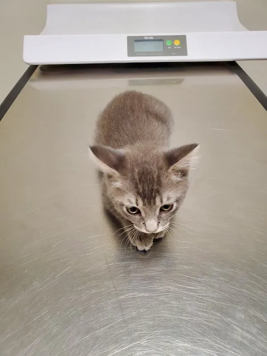 VCA Marina Bay Cities Animal Hospital Picture 4