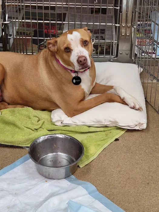 Pasternak Veterinary Center Picture 8