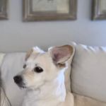 Animal Clinic of Encino