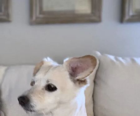 Animal Clinic of Encino