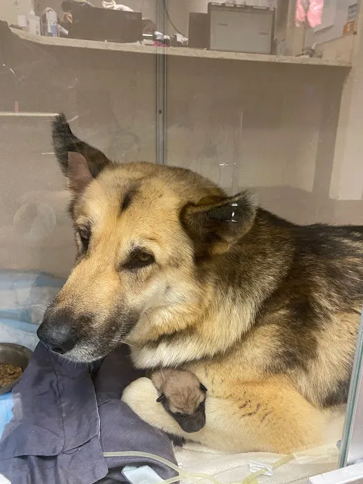 Encino Pet Hospital and Emergency Picture 4