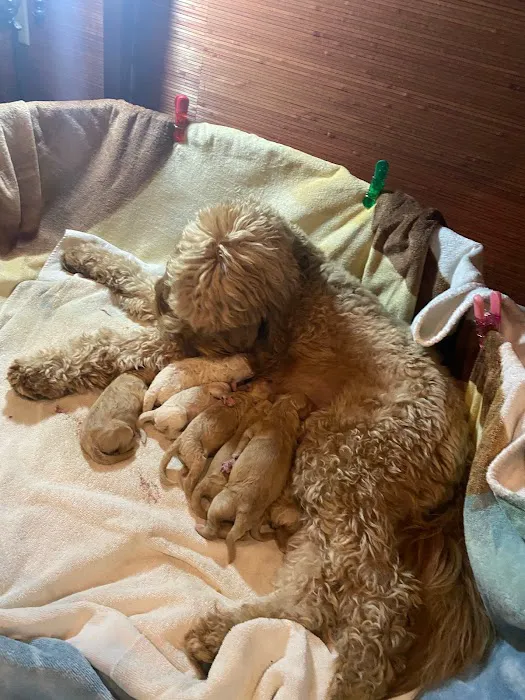 Encino Pet Hospital and Emergency Picture 2