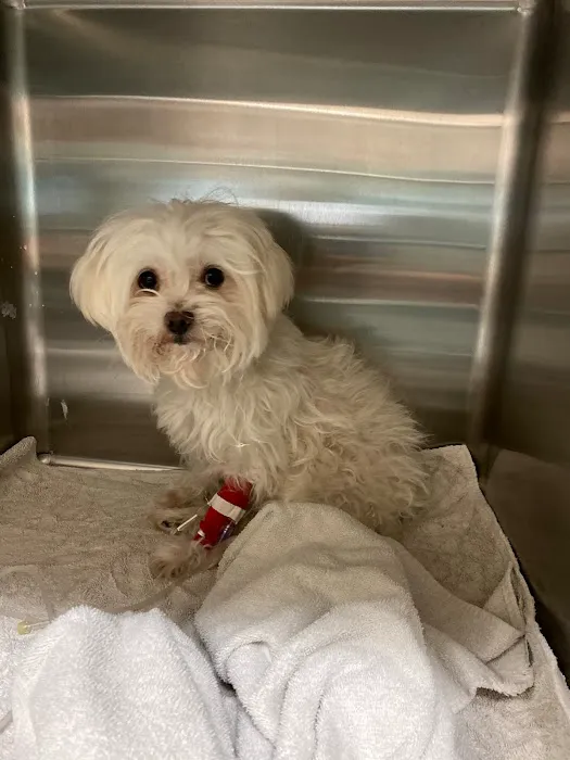 Encino Pet Hospital and Emergency Picture 6