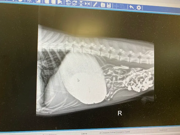 Encino Pet Hospital and Emergency Picture 9