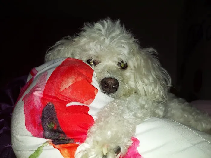 Valley Animal Hospital Picture 2