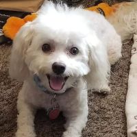Valley Animal Hospital ico