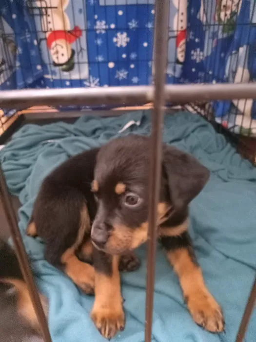 Pacoima Pet Clinic Picture 3
