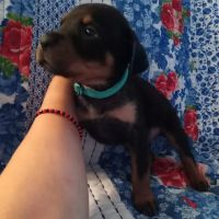 Pacoima Pet Clinic ico