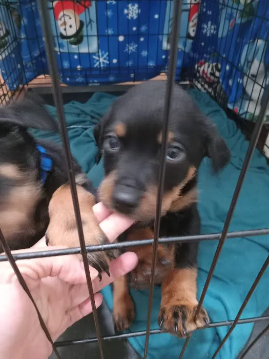 Pacoima Pet Clinic Picture 5