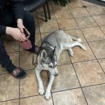 VCA Animal Medical Center of Southern California