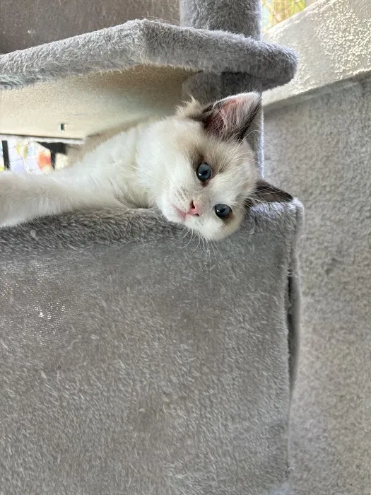 Purrfect Paws Ragdolls Picture 4