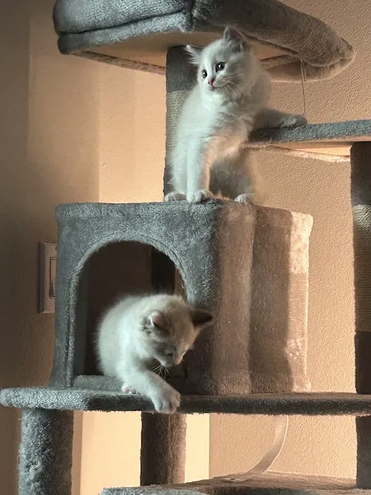 Purrfect Paws Ragdolls Picture 5