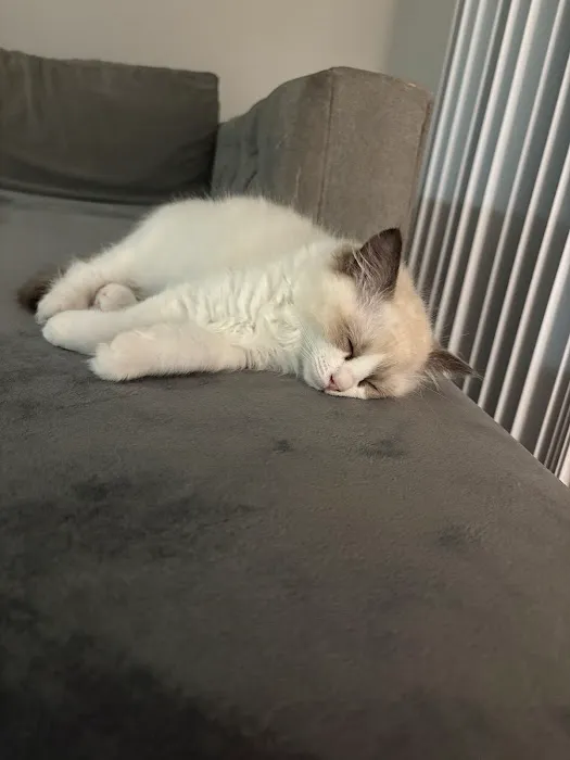 Purrfect Paws Ragdolls Picture 1