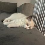 Purrfect Paws Ragdolls