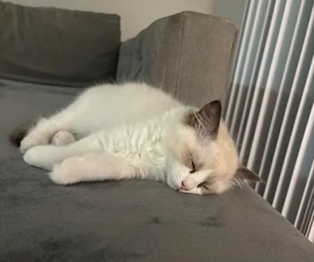 Purrfect Paws Ragdolls