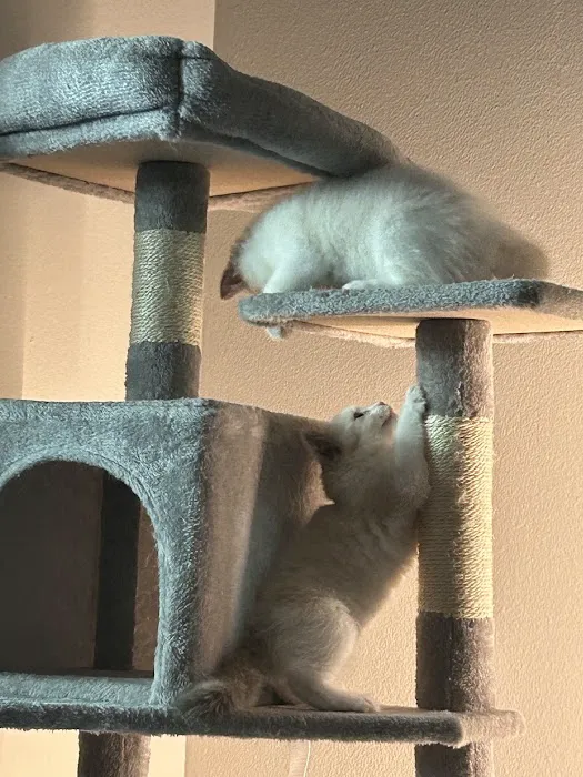 Purrfect Paws Ragdolls Picture 6