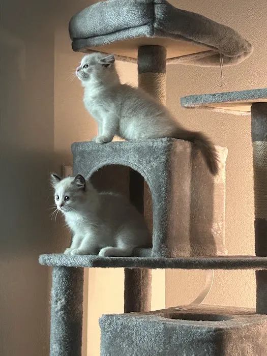 Purrfect Paws Ragdolls Picture 9
