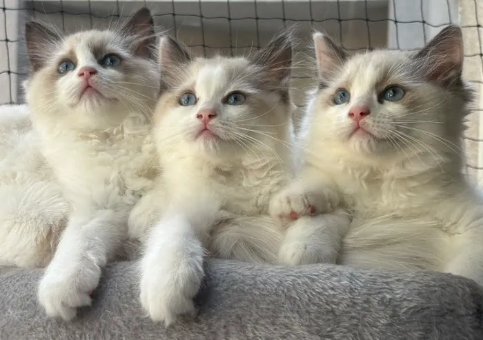 Purrfect Paws Ragdolls Picture 10