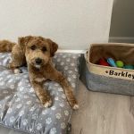 Animal Wellness Centers