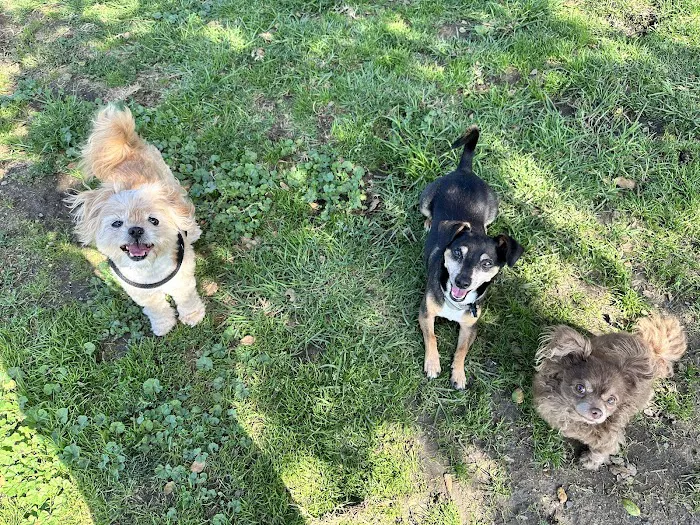 Animal Wellness Centers Picture 6