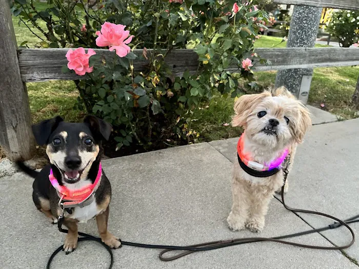 Animal Wellness Centers Picture 5