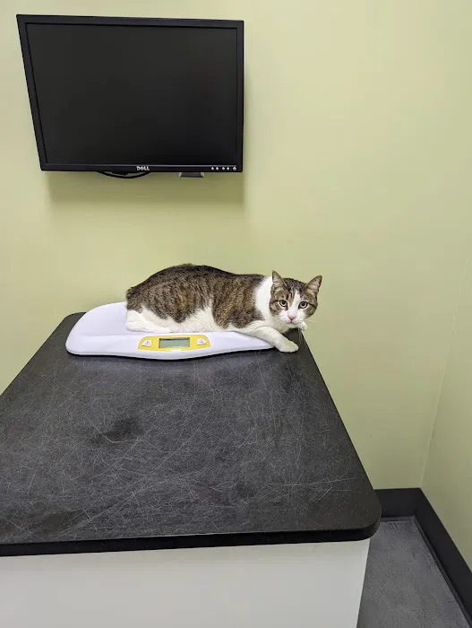 The Cat Hospital Picture 5
