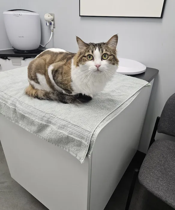 The Cat Hospital Picture 4