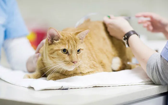 The Cat Hospital Picture 8