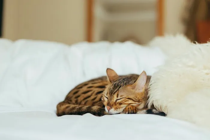 The Cat Hospital Picture 10