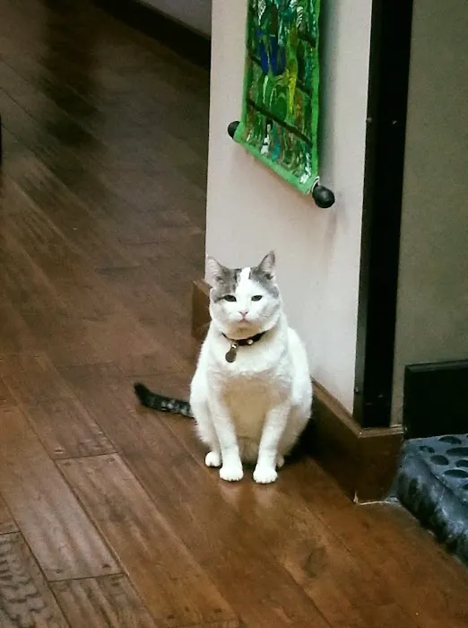 The Cat Hospital Picture 9